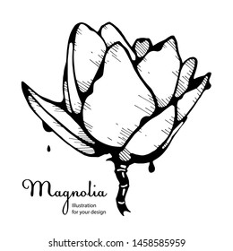 Vector illustration of magnolia, black and white graphic flower.