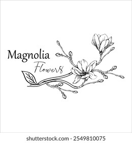 vector illustration of magnolia flower twigs and stems.
