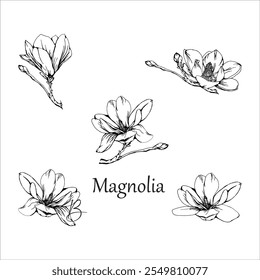 vector illustration of magnolia flower twigs and stems.