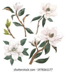 Vector Illustration Of Magnolia Flowers