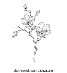 Vector illustration with Magnolia flowers on a white background for postcards, posters and covers.