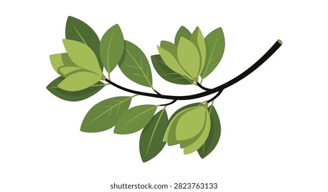 Vector illustration of a magnolia tree twig featuring several dark green oval leaves and light green flower buds attached to a thick dark curved branch isolated on a white background.