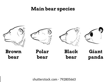 Vector illustration of main species of bears