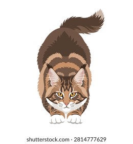 Vector Illustration of a Maine Coon Cat Crouching and Ready to Pounce Isolated on White Background