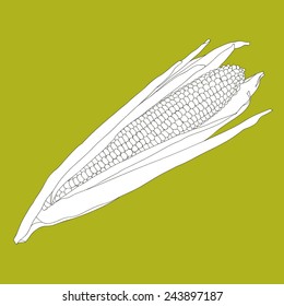 Vector illustration with maize