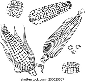 vector illustration of maize