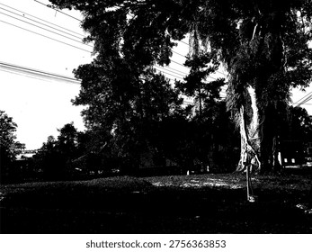 Vector illustration of a majestic old tree in a park. High contrast black and white stencil art. Niche graphic for nature, conservation, and urban garden design projects