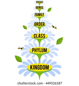 Vector illustration with major taxonomic ranks of the Plant Kingdom. Classification system by Carl Linnaeus