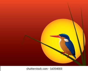 Vector: Illustration of a Malachite Kingfisher against sunset