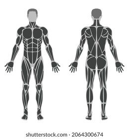 Vector Illustration Male Muscular Anatomy Editable Stock Vector ...