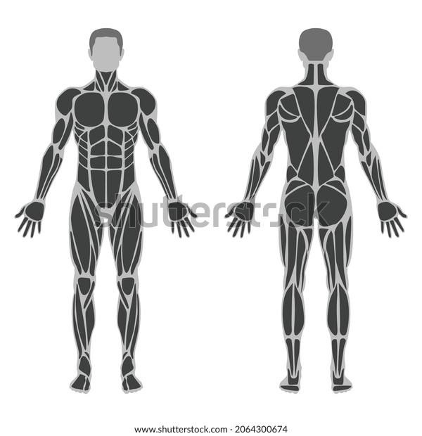 Vector Illustration Male Muscular Anatomy Editable Stock Vector ...