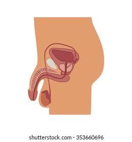 Vector Illustration Of Male Reproductive Organ.