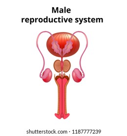 Vector Illustration Male Reproductive System Anatomy Stock Vector ...