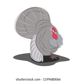 Vector illustration of a male wild turkey. Vector.