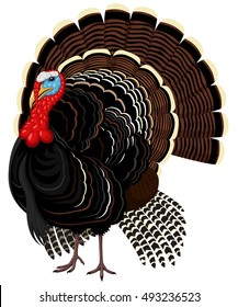 Vector Illustration Of A Male Wild Turkey.