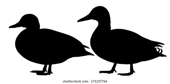 Vector illustration of the Mallard duck couple standing. Silhouettes.