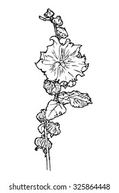 vector illustration of mallow