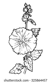 vector illustration of mallow