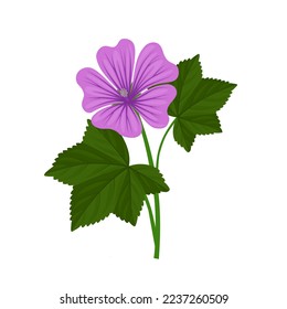 Ilustración vectorial, flor mallow o flor malva, aislada en fondo blanco.