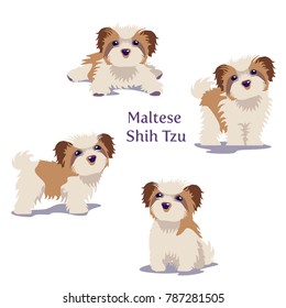Vector illustration of Maltese Dogs puppies in different poses isolated on white background.

