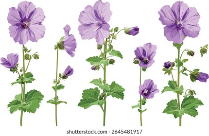 Vector illustration of Malva sylvestris, tall mallow, high mallow, Creeping Charlie, cheeses flowers isolated cutout, herbal plants, natural flora, botanical garden elements.