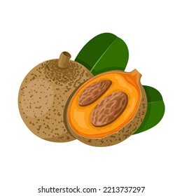 Vector illustration, Mammea americana, commonly known as mammee or mamey apple, isolated on white background.