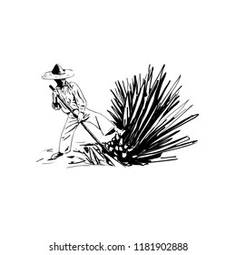 vector illustration of a man chopping agave, harvesting agave for making tequila, hand sketch