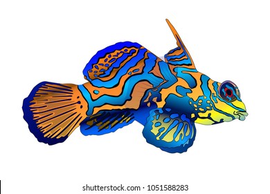 Vector illustration of a mandarin fish
