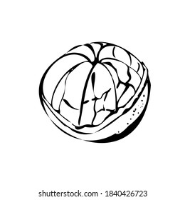 Ilustración vectorial de un mandarín con hojas sobre un fondo blanco aislado. Compra boceto, pancarta, menú y logotipo. contorno blanco y negro.