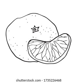 vector illustration of mandarin oranges graphic design, icon, vitamins, art tattoo sketch, use in print, fresh food, draw with hand