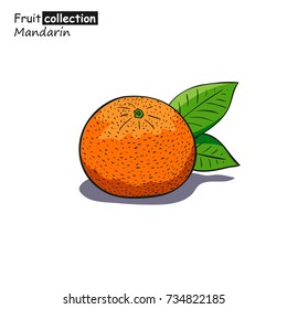 Vector illustration of mandarin in sketch style.