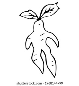 Vector illustration of a mandrake isolated on a white background.