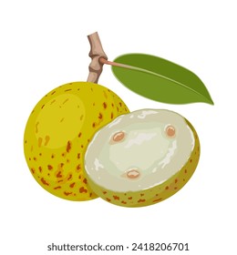 Ilustración vectorial, fruto de Mangaba, nombre científico Hancornia Speciosa, aislado sobre fondo blanco.