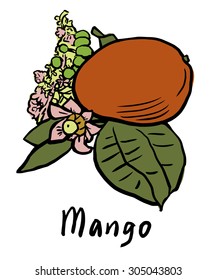 Vector illustration of the mango with flower and leaves