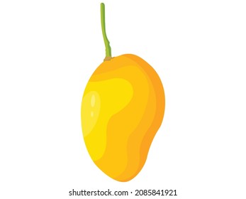 Vector illustration of mango fruit ripe and unripe, exotic nature fruit on white background