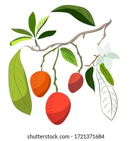 Vektorgrafik von Mango auf weißem Hintergrund. Mehrere Mangos auf einem Ast. Dekoratives Design.