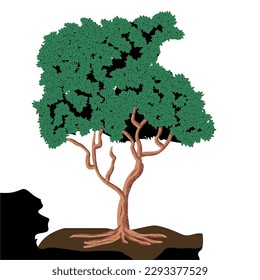 Vector illustration of a mango tree about to bear fruit isolated on a white background. Unfruitful mango tree vector illustration