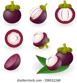 Vector illustration of mangosteen