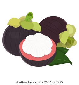 Vector illustration of a mangosteen fruit, one cut open to reveal white flesh and red skin surrounded by green leaves on a white background.