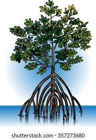 Vector illustration of mangrove plants, which commonly grows on a tropical beach.