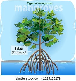 Vector illustration, mangrove or rhizopora sp is one of the many types of mangroves found in Indonesia.