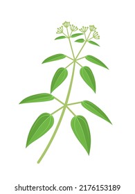 Ilustración vectorial, Manjistha o Rubia cordifolia, comúnmente conocida como la locura india, aislada en fondo blanco.