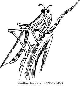 vector illustration of mantis