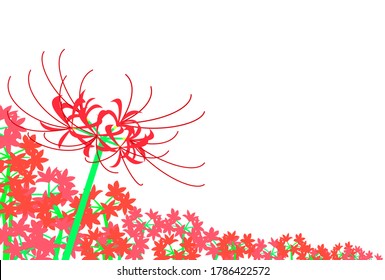 Vector illustration of many cluster amaryllis