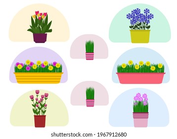 Vector illustration. Many different potted plants with flowers on a white background