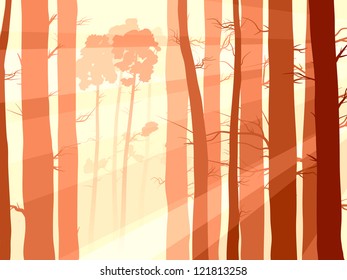 Vector illustration of many pine trunks (coniferous forest) with sunlight in the morning mist.