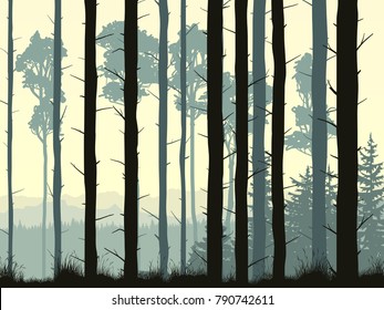 Vector illustration with many pine trunks and grass in the morning mist.