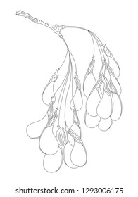 Vector illustration of maple branch. Isolated on white background. Can be used for graphic design, textile design or web design.