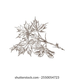 Vector illustration of a maple branch outline sketch with leaves and seeds. Hand drawn botanical drawing on isolated white background. Icon for design in grunge style. Environment.