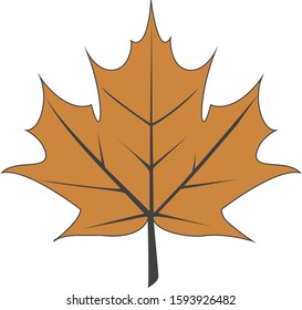 vector illustration of maple leaf